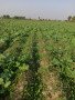agriculture-land-for-sale-in-tonk-road-chaksu-jaipur-small-0